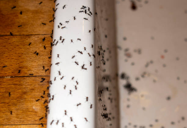 Best Exterminator Services  in Lake Camelot, WI