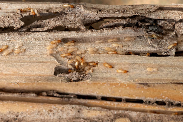 Pest Control for Restaurants in Lake Camelot, WI